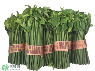 樹仔菜有毒嗎？樹仔菜有沒有毒？