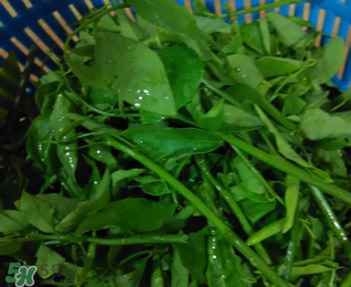 樹仔菜有毒嗎？樹仔菜有沒有毒？
