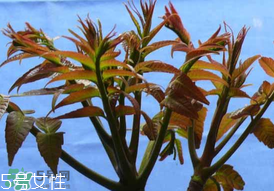 ?香椿癌癥病人能吃嗎？癌癥患者可以吃香椿嗎？