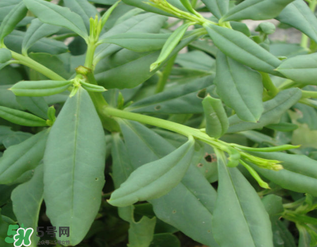 人參菜怎么吃？人參菜怎么吃好？
