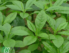 人參菜怎么吃？人參菜怎么吃好？