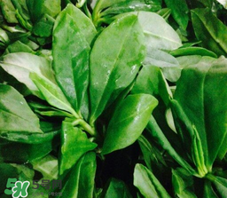 人參菜怎么吃？人參菜怎么吃好？