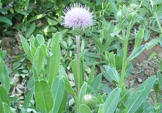 刺兒菜能吃嗎？刺兒菜可以吃嗎