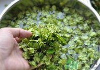 榆錢是榆樹的什么？榆錢是花還是果實(shí)