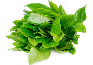 人參菜怎么吃？人參菜怎么吃好？