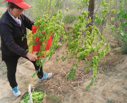 榆錢能炒雞蛋嗎？榆錢炒雞蛋怎么做