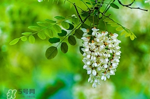 刺槐花幾月開？刺槐花什么時(shí)候開