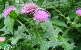 刺兒菜吃了有什么用？刺兒菜有什么功效