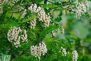 刺槐花幾月開？刺槐花什么時(shí)候開