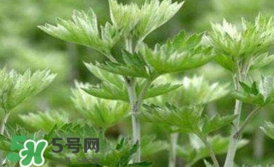 艾蒿能吃嗎？艾蒿能做菜吃嗎