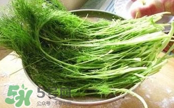 茴香苗有什么好處？茴香苗的功效與作用