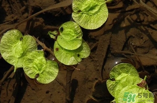 榆錢是榆樹的什么？榆錢是花還是果實(shí)