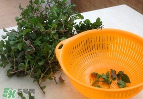 吃枸杞葉會過敏嗎？吃枸杞葉會不會過敏