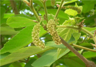 蒸構(gòu)樹花兒孕婦可以吃嗎？孕婦可以吃蒸構(gòu)樹花兒嗎？