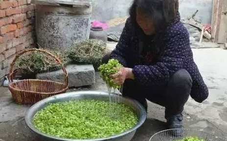 榆錢怎么蒸？蒸榆錢的做法