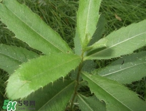 刺兒菜吃了有什么用？刺兒菜有什么功效