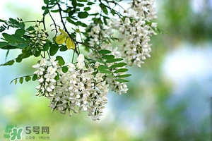 刺槐花幾月開？刺槐花什么時(shí)候開