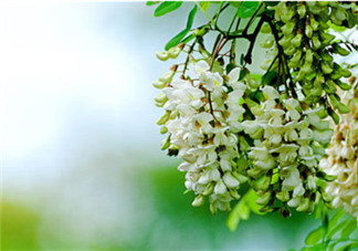 刺槐花幾月開？刺槐花什么時候開