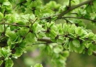 榆錢樹果實(shí)怎么吃?榆樹的果實(shí)怎么吃?