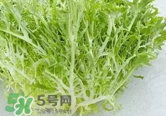 苦菊能涮火鍋吃嗎？苦菊可以涮火鍋嗎