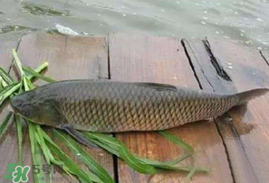 4月份可以釣草魚嗎？4月份如何釣草魚？