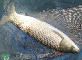 4月份可以釣草魚嗎？4月份如何釣草魚？