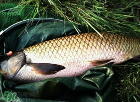 4月份可以釣草魚嗎？4月份如何釣草魚？