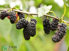 桑葚和菠蘿能一起吃嗎？桑葚可以和菠蘿一起吃嗎？