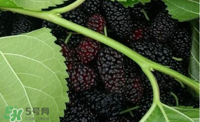 桑葚和菠蘿能一起吃嗎？桑葚可以和菠蘿一起吃嗎？