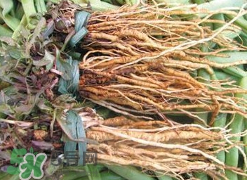 苦苣根哪里有賣(mài)？苦苣根茶在那里買(mǎi)的到