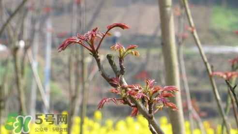 香椿葉能吃嗎？香椿葉孕婦能吃嗎？