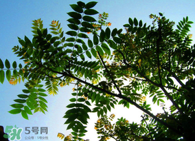 香椿放久了能吃嗎？香椿可以放多久？