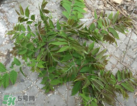 香椿長(zhǎng)什么樣子？香椿長(zhǎng)在什么地方？