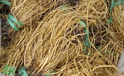苦苣根哪里有賣(mài)？苦苣根茶在那里買(mǎi)的到