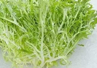 苦菊和苦苣是一種植物嗎？苦菊是不是苦苣