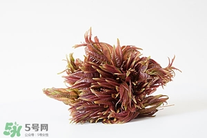 香椿樹(shù)什么時(shí)候發(fā)芽？香椿樹(shù)什么時(shí)候種植