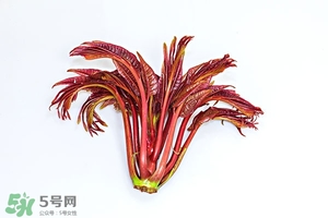 香椿樹(shù)什么時(shí)候發(fā)芽？香椿樹(shù)什么時(shí)候種植