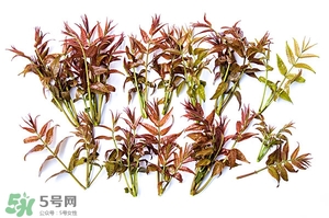 香椿樹(shù)什么時(shí)候發(fā)芽？香椿樹(shù)什么時(shí)候種植