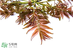 香椿樹(shù)什么時(shí)候發(fā)芽？香椿樹(shù)什么時(shí)候種植
