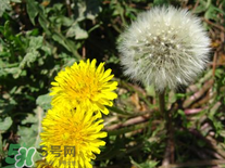 婆婆丁花能吃嗎？婆婆丁花可以吃嗎？