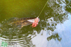 四月份能路亞黑魚嗎？路亞黑魚什么時間最好？