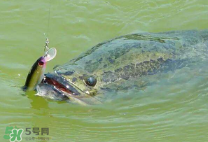 四月份能路亞黑魚嗎？路亞黑魚什么時間最好？
