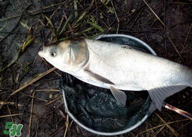 4月份能釣鰱魚嗎？四月份能釣鰱魚嗎？