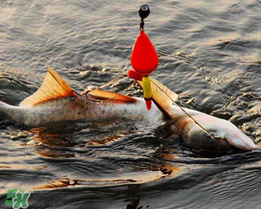 4月份能釣鰱魚嗎？四月份能釣鰱魚嗎？