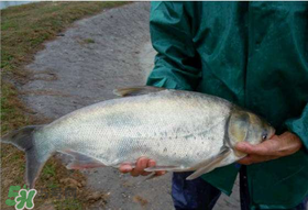 4月份能釣鰱魚嗎？四月份能釣鰱魚嗎？