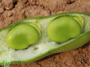 蠶豆什么時候成熟？蠶豆什么時候上市？