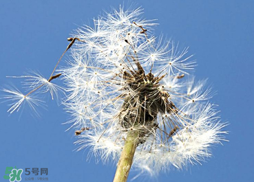 婆婆丁能治糖尿病嗎？婆婆丁可以治糖尿病嗎？