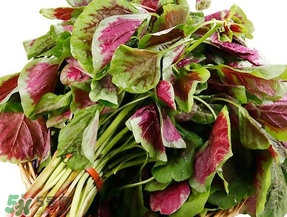 莧菜怎么摘？莧菜怎么處理
