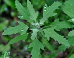 灰菜有毒嗎？不能吃的灰菜圖片