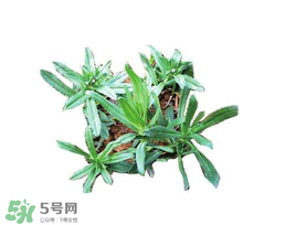 曲曲菜有什么功效？曲曲菜的功效與禁忌